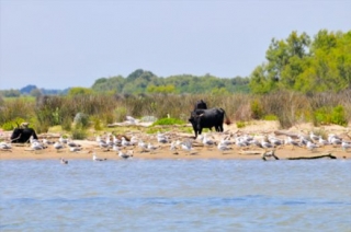  Tori della Camargue